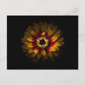 Backyard Flowers No 69 Colour Version Postcard