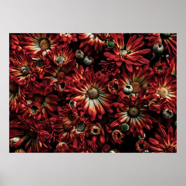 Backyard Flowers No 88 Colour Version Poster (Front)