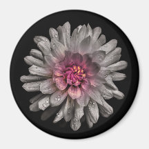 Backyard Flowers No 91 Colour Version