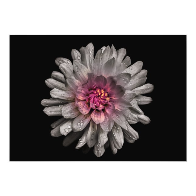 Backyard Flowers No 91 Colour Version Photo Print (Front)