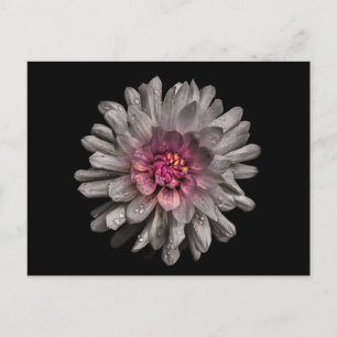 Backyard Flowers No 91 Colour Version Postcard