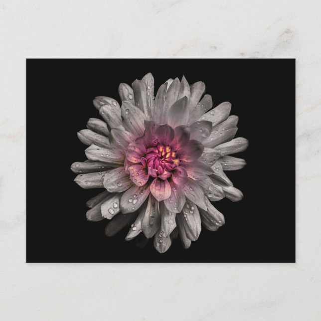 Backyard Flowers No 91 Colour Version Postcard (Front)