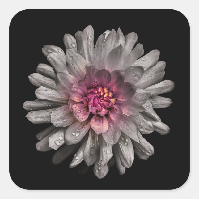 Backyard Flowers No 91 Colour Version Square Sticker (Front)