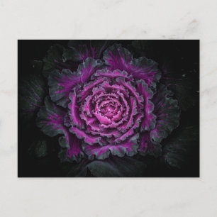 Backyard Flowers No 99 Colour Version Postcard