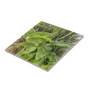Backyard Garden Closeup Outdoor Nature Photo Tile