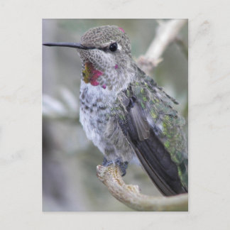 Backyard Hummingbird Postcard