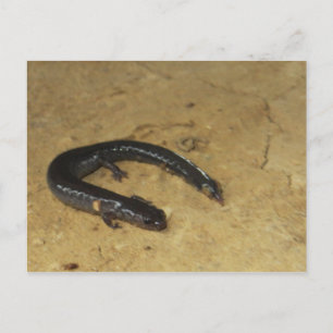 Backyard Salamander Postcard
