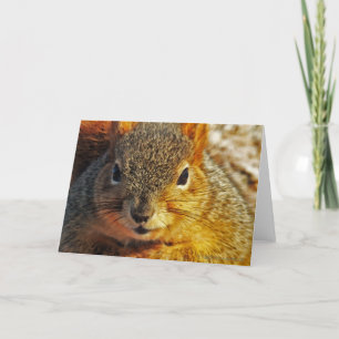 Backyard Squirrel Greeting cards