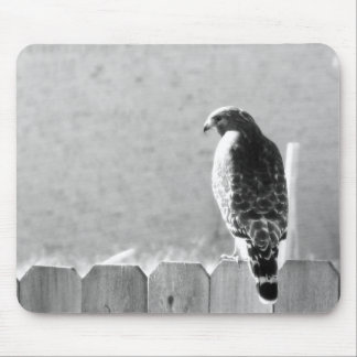 Backyard visitor mouse mat