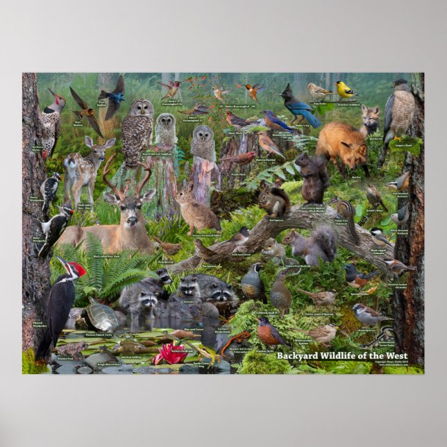 Backyard WIldlife of the West Poster (Front)