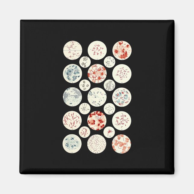 bacteria funny microbiology bacteria science tiny magnet (Front)