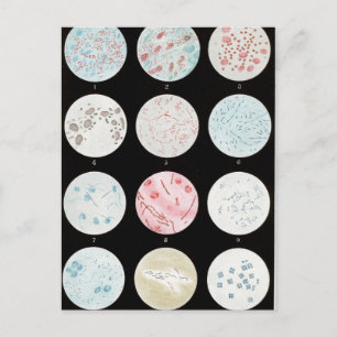 Bacteria Postcard