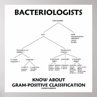 Bacteriologists Know Gram-Positive Classification Poster