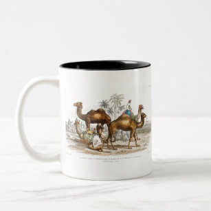 Bactrian Camel, Arabian Camel Or Dromedary, Dromed Two-Tone Coffee Mug