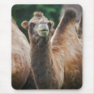 Bactrian Camel Mousemat