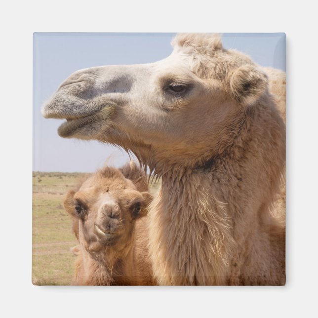 Bactrian Camel Portrait Magnet (Front)