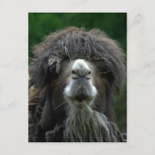 Bactrian camel postcard