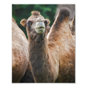 Bactrian Camel Print