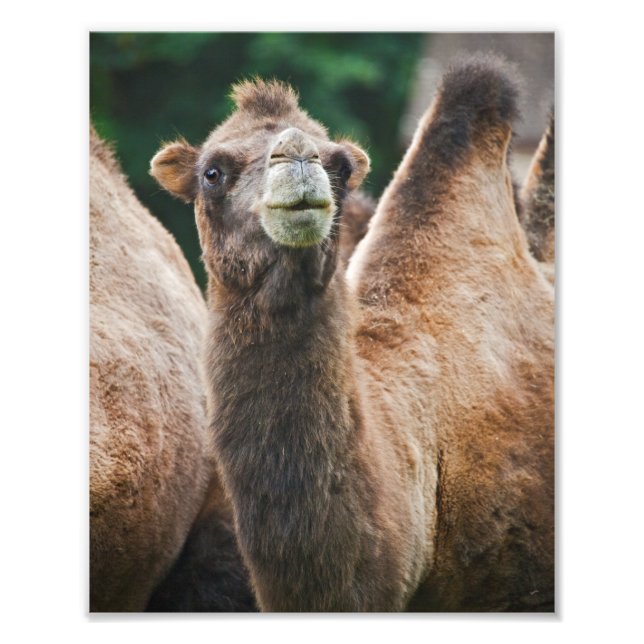 Bactrian Camel Print (Front)