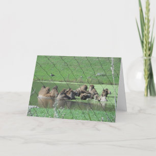 "Bactrian Camels" Get Well Card