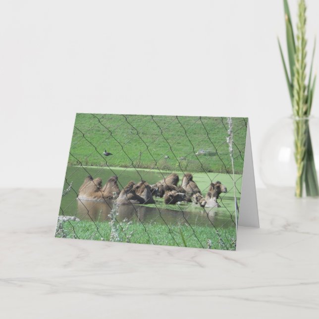 "Bactrian Camels" Get Well Card (Front)