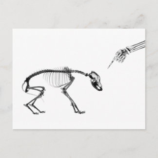 Bad Dog X-Ray Skeleton in Black & White Postcard