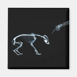 Bad Dog Xray Skeleton Black Blue Magnet