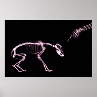 Bad Dog Xray Skeleton Black Pink Poster
