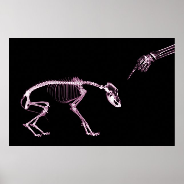 Bad Dog Xray Skeleton Black Pink Poster (Front)