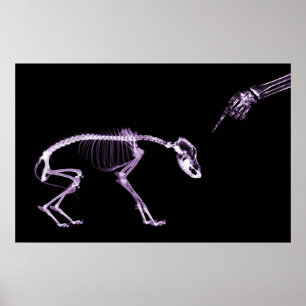 Bad Dog Xray Skeleton Black Purple Poster