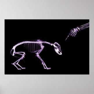 Bad Dog Xray Skeleton Black Purple Poster