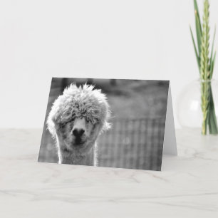 Bad Hair Day - Alpaca Card