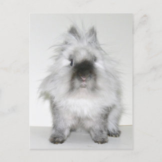 Bad hair day bunny postcard