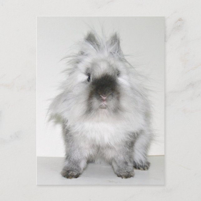 Bad hair day bunny postcard (Front)