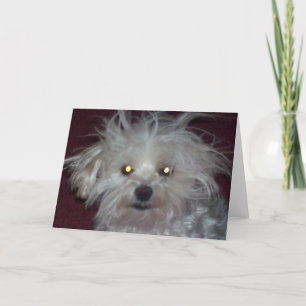Bad Hair Day - Dog and People Humour Card