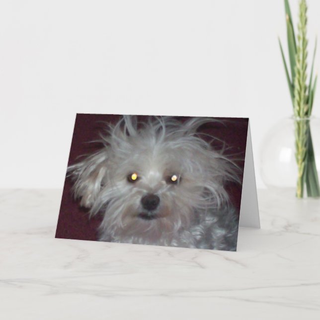 Bad Hair Day - Dog and People Humour Card (Front)