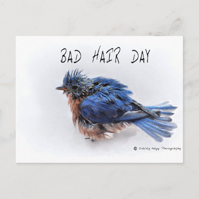 Bad Hair Day Postcard (Front)