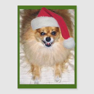 Bad Santa Pomeranian Chihuahua Christmas