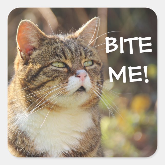 Badass Cats - "BITE ME!" Square Sticker (Front)