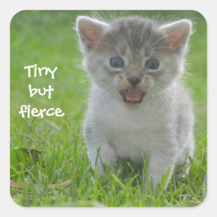 Badass Cats - "Tiny but Fierce" Square Sticker