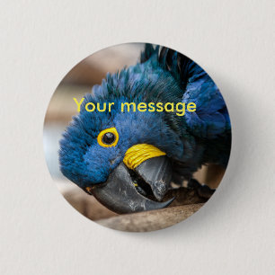 Badge pin button blue Hyacinth macaw parrot