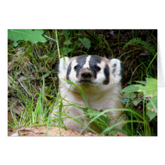 badger