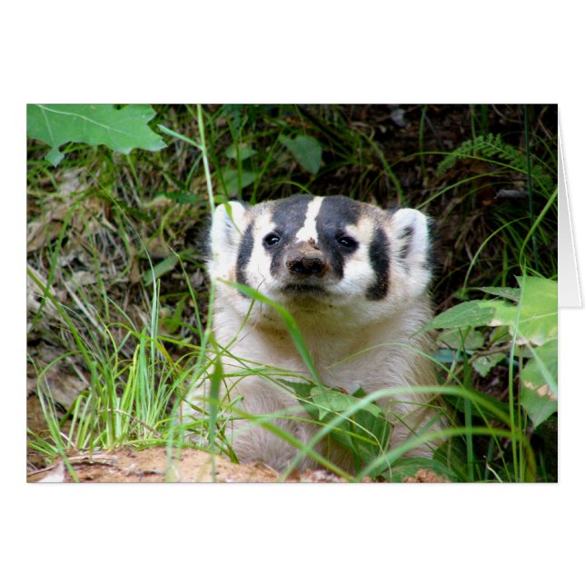 badger (Front Horizontal)
