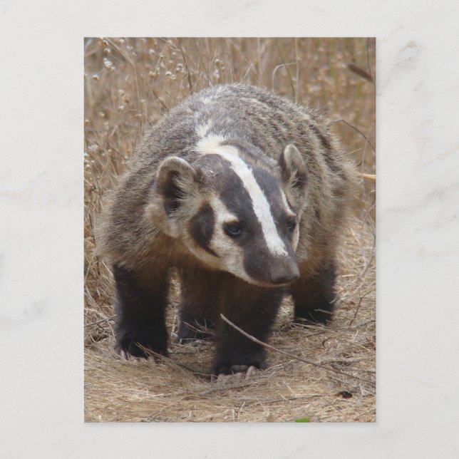Badger Approach Postcard (Front)