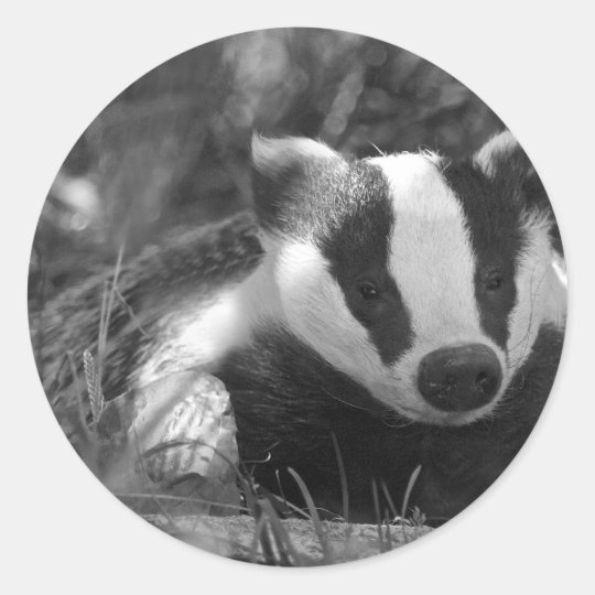 Badger in Black and White Classic Round Sticker