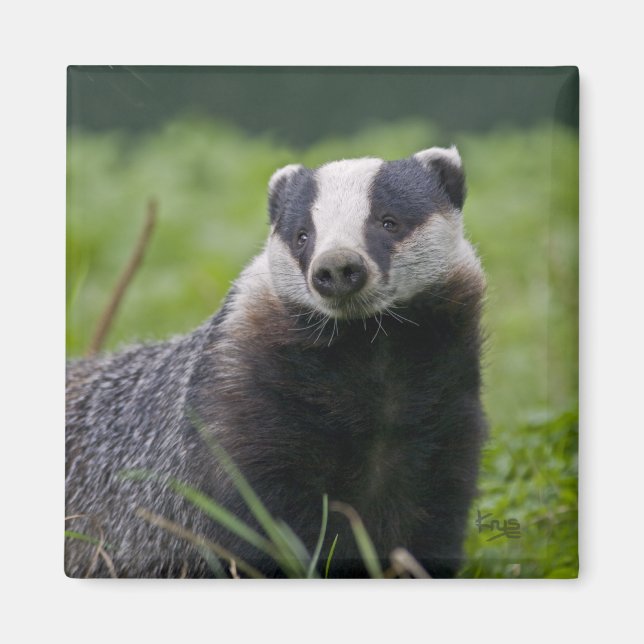 Badger Magnet (Front)