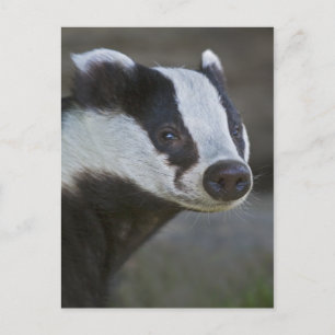 Badger Portrait Postcard