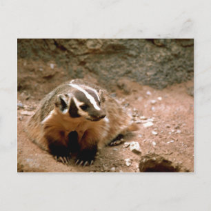 Badger Postcard