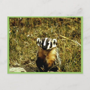 Badger Postcard