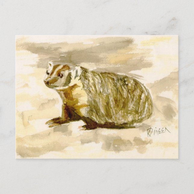 Badger Postcard (Front)